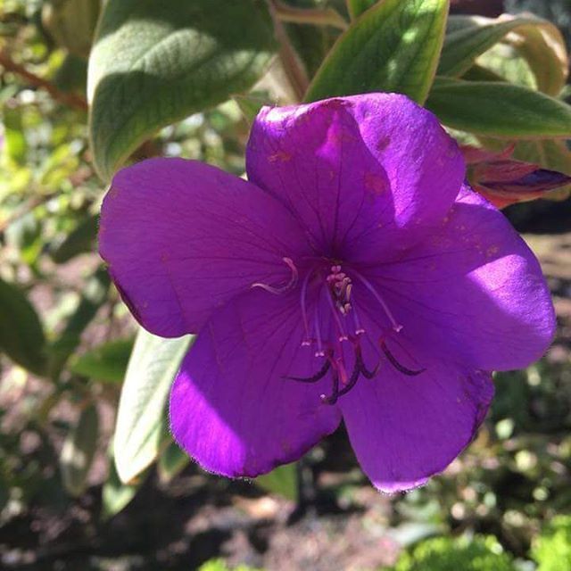 Instagram Photo Contest: "Spring in Napa Valley"